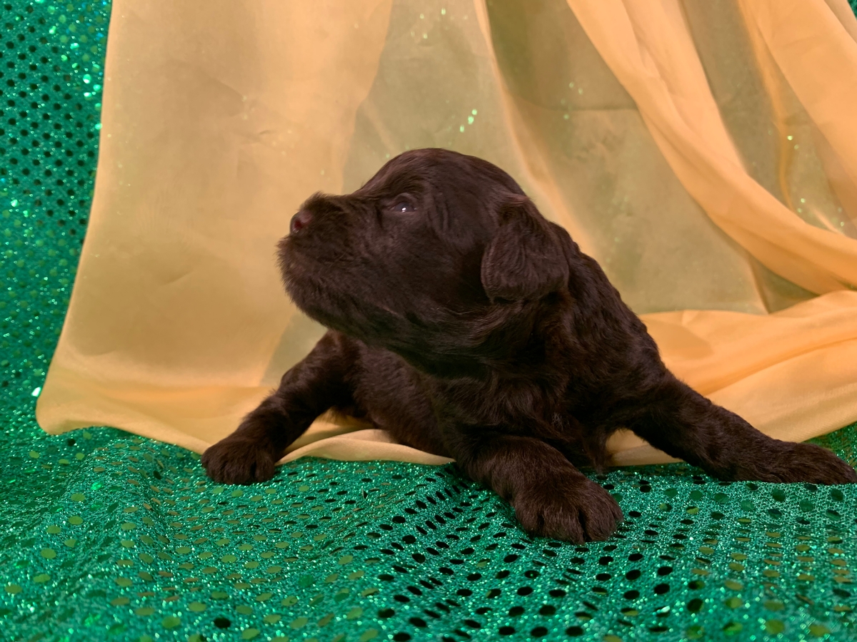 100% Solid Chocolate Male Mega Coat Miniature Schnoodle Puppy For Sale DOB 2021-08-23, $1200